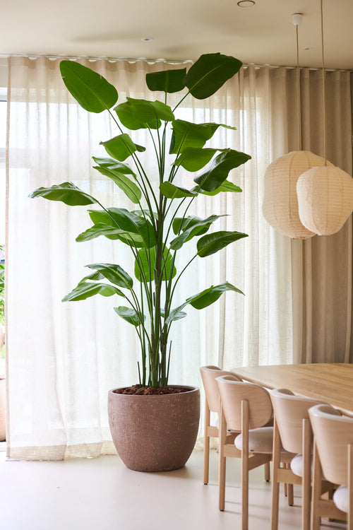 Den konstgjorda växten Strelitzia Real Touch Deluxe från Easyplants, med en höjd på inte mindre än 300 cm och imponerande gröna blad, ger en naturlig elegans bredvid ett matbord och stolar i trä i ett ljust rum med genomskinliga gardiner och hängande papperslyktor, allt utan behov av underhåll.