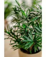 Konstgjord växt Podocarpus 47 cm