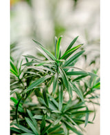 Konstgjord växt Podocarpus 47 cm