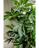 Konstgjord växt Schefflera 150 cm