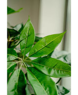 Konstgjord växt Schefflera 150 cm