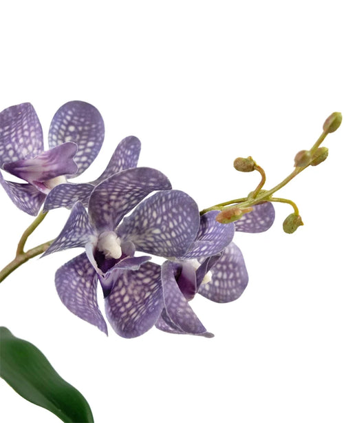 En närbild av den artificiella Ascocenda 50 cm lila orkidén visar lila kronblad med vita prickar, flera blommor och gröna knoppar på en smal stjälk mot en vit bakgrund.