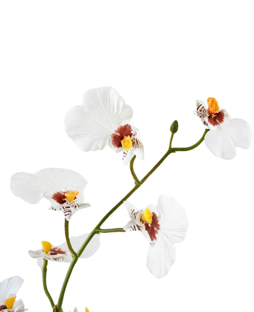 En närbild på Artificiell Oncidium Real Touch 48 cm vit visar de känsliga vita orkidéblommorna med gula och bruna mittpunkter mot en vanlig vit bakgrund.