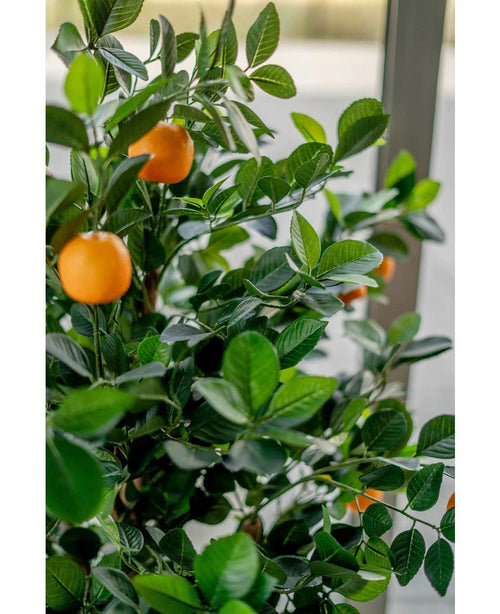 Närbild av det konstgjorda apelsinträdet 120 cm, med frodiga gröna blad och flera mogna orange frukter, placerad inomhus nära ett ljust fönster.