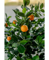 En närbild av det konstgjorda apelsinträdet 120 cm visar levande orange frukter bland glänsande gröna blad, med en suddig bakgrund som framhäver det konstgjorda trädets realistiska, livfulla utseende.