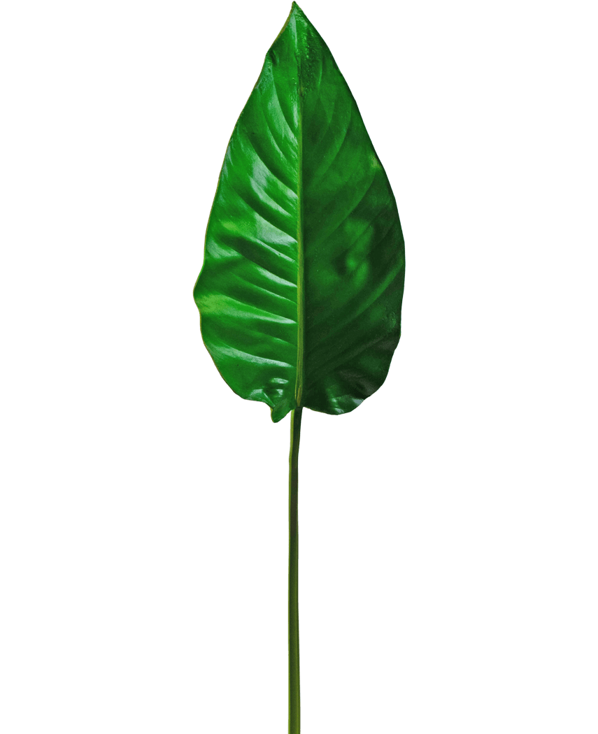 Ett enstaka konstgjorda blad Alocasia 76 cm konstgjorda blad, levande grönt med framträdande ådror och en slät yta, fäst på en lång, tunn stjälk, mot en vanlig vit bakgrund.