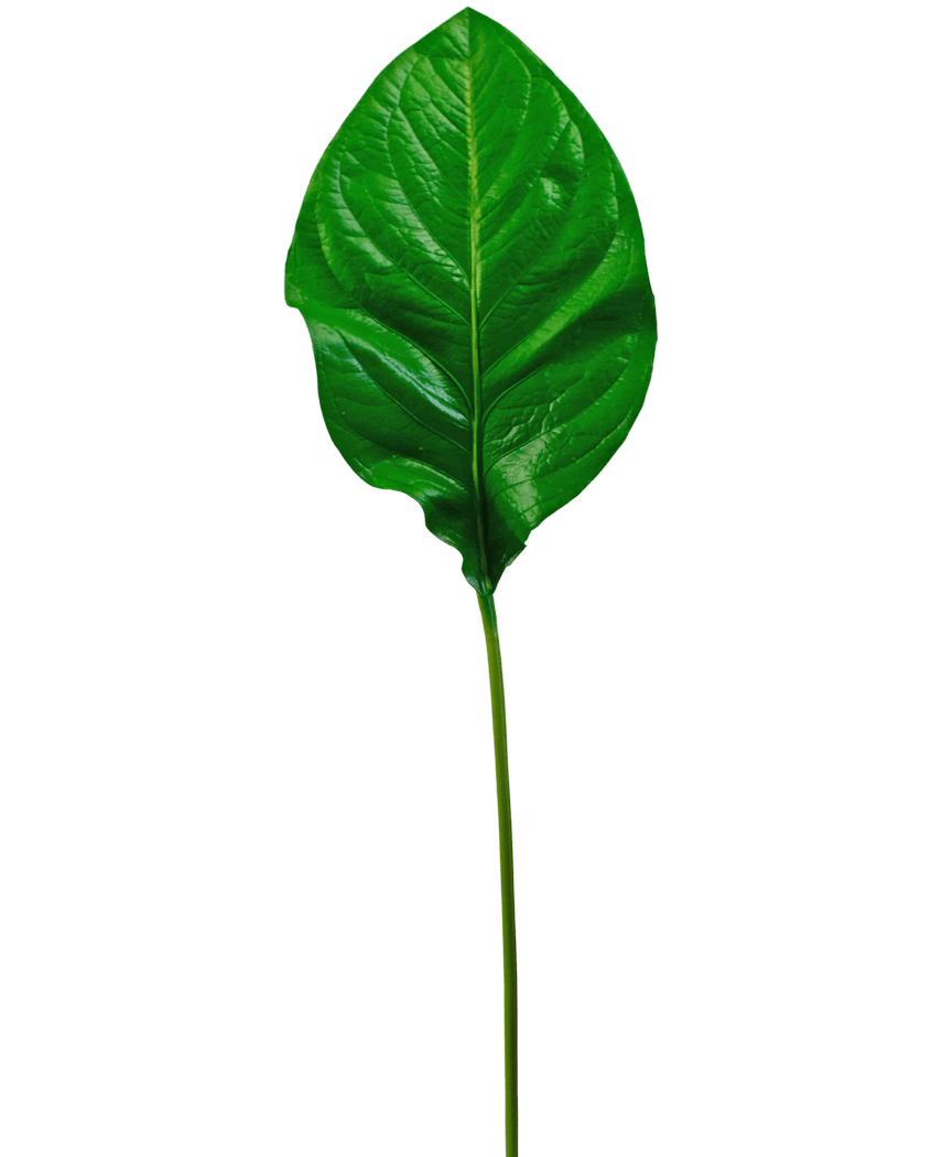 Det konstgjorda gröna bladet 90 cm är ett enda, glänsande grönt konstgjort blad med framträdande ådror och en lång, smal stjälk, avbildad isolerad på en vit bakgrund.