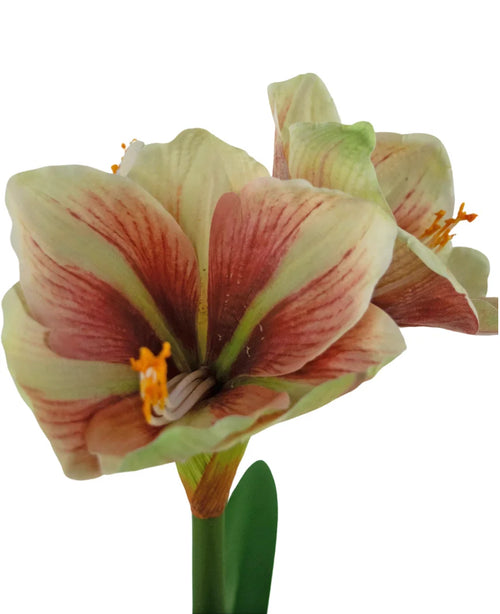 En närbild av den konstgjorda blomman Amaryllis Real Touch Red/Yellow 48 cm visar de livfulla röda och gula kronbladen, naturtrogen struktur och gröna blad mot en vit bakgrund.