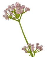 Konstgräs Purjolök Blomma Lök Gräs Pot 120 cm brandskyddsmedel har en enda grön stjälk med klasar av små, känsliga rosa blommor mot en vit bakgrund.