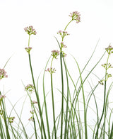 Konstgräs Purjolök Blomma Lök Gräskruka 120cm har höga, smala gröna stjälkar med klasar av ljusrosa blommor och gräsliknande löv. Denna konstgjorda växt är brandhämmande och kommer i en elegant kruka för ett naturligt utseende.
