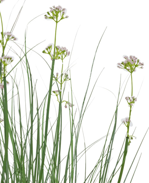 Konstgräs Purjolök Blomma Lök Gräskruka 90 cm brandskyddsmedel har högt, smalt grönt konstgräs och fina vita blommor mot en vanlig vit bakgrund.