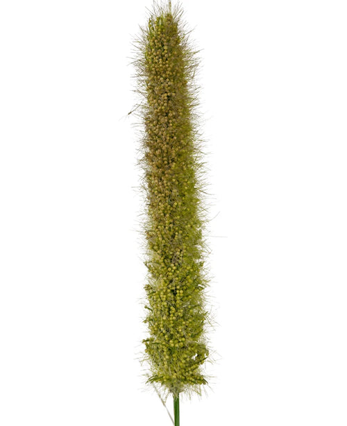 En närbild av artificiell Cattail Onion Grass Pot 150 cm Brandskyddsmedel visar dess verklighetstrogna, upprättstående gröna rävsvansfröhuvud med små borst och täta frön mot en vanlig vit bakgrund.