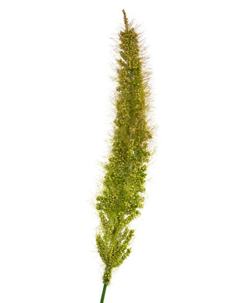 En närbild av artificiell Cattail Onion Grass Pot 90 cm Brandskyddsmedel som visar dess täta, fluffiga konstgräsfröhuvud med fina borst, isolerad på en vit bakgrund.