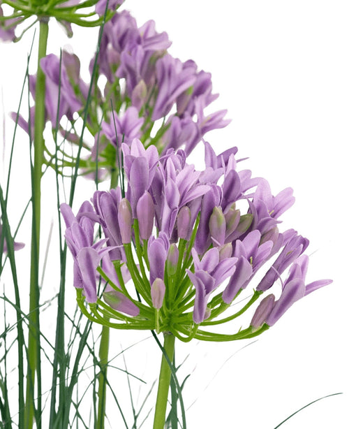 Konstgräs Lila Agapanthus Lök Gräskruka 90cm Brandskyddsmedel har ett gäng lila konstgjorda Agapanthusblommor med smala gröna stjälkar och tunna blad mot en vit bakgrund.