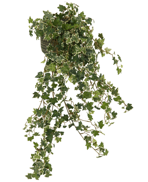 Artificiell murgröna Deluxe Rich Green-White 90 cm har långa, hängande stjälkar och frodiga gröna blad med vita kanter, som graciöst faller för en naturlig look mot vilken bakgrund som helst.
