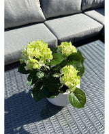 Artificiell Hortensia Grön UV 35 cm växt med ljusgröna blommor står på ett grått flätat utomhusbord, framför en grå soffa med kuddar. Solljus lyser upp den konstgjorda växten och kastar skuggor över bordet.