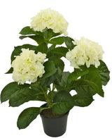 Vi presenterar den konstgjorda växten Hydrangea White UV 35 cm, en naturtrogen konstgjord växt med tre klasar ljusa vita hortensiablommor och frodiga gröna blad, vackert utformad för att likna riktiga blommor, presenterad mot en strålande vit bakgrund.