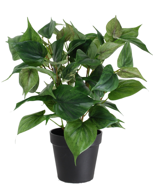 Den konstgjorda växten Philodendron i kruka 35 cm har en grön krukväxt med hjärtformade blad i en enkel svart plastkruka, isolerad på en vit bakgrund.