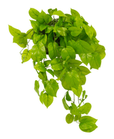 Artificiell Pothos-buske Deluxe 90 cm har verklighetstrogna, livfulla gröna hjärtformade löv som faller nedåt, perfekt för att lägga till frodig grönska till alla utrymmen. Avbildad isolerad på en vit bakgrund.