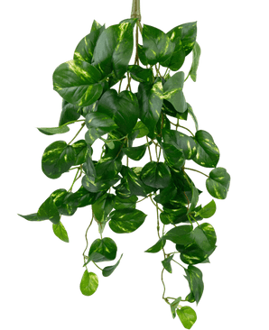 The Artificial Hanging Gold Vine 60 cm UV är en artificiell hängande pothosväxt med hjärtformade gröna blad och gula övertoner, hängande mot en vanlig vit bakgrund.
