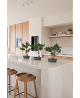 En konstgjord växt Bonsai Ficus 40 cm står på en vit köksö med två träpallar, omgiven av ljusa träskåp, vita bänkskivor och hyllor med minimal inredning.