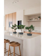 Tre konstgjorda Bonsai Podocarpus-växter 40 cm i krukor står på en vit köksö med två träpallar under. Det moderna köket har ljusa träskåp och öppna hyllor med växter och inredning.