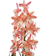 Den konstgjorda växten Cymbidium 58 cm rosa har rosa och persikofärgade orkidéer med ett blekt hjärta och en prickig hals, som blommar på gröna stjälkar mot en vit bakgrund.
