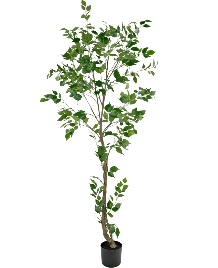 Den konstgjorda växten Ficus 210 cm är ett högt konstgjort träd med flera smala grenar och frodiga gröna blad i en liten svart kruka, mot en vanlig vit bakgrund.