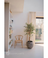 Ett ljust, minimalistiskt rum med en trästol bredvid den konstgjorda växten Ficus Brokig 150 cm, genomskinliga gardiner, ett stort fönster och en vit bokhylla med böcker och dekor. Solljuset faller mjukt in genom fönstret.