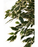 Den konstgjorda växten Ficus Brokig 150 cm har gröna blad med krämvita kanter, tätt anordnade på grenar för ett frodigt, naturtroget utseende mot en vanlig vit bakgrund.