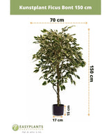 Den konstgjorda växten Ficus Brokig 150 cm från Easyplants har brokiga blad och levereras i en svart kruka (17 cm diameter, 15 cm hög). Den konstgjorda växten är 150 cm hög och 70 cm bred.