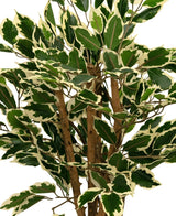 En närbild av den konstgjorda växten Ficus Grön/vit 90 cm, med gröna blad kantade i gräddvitt och flera bruna stjälkar, mot en vanlig vit bakgrund.