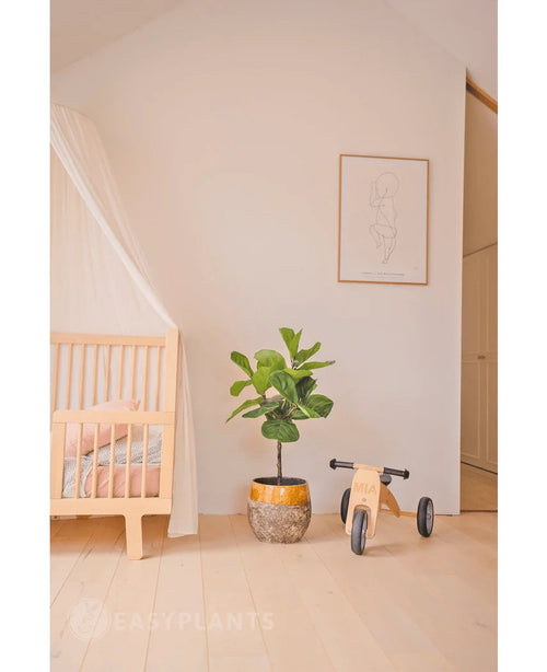 En minimal plantskola med en ljus träsäng, en genomskinlig baldakin, Artificiell Plant Ficus Tobacco Plant Deluxe 90 cm, träleksaker märkta Mia och ett minimalistiskt linjekonst inramat tryck på en vanlig vit vägg.