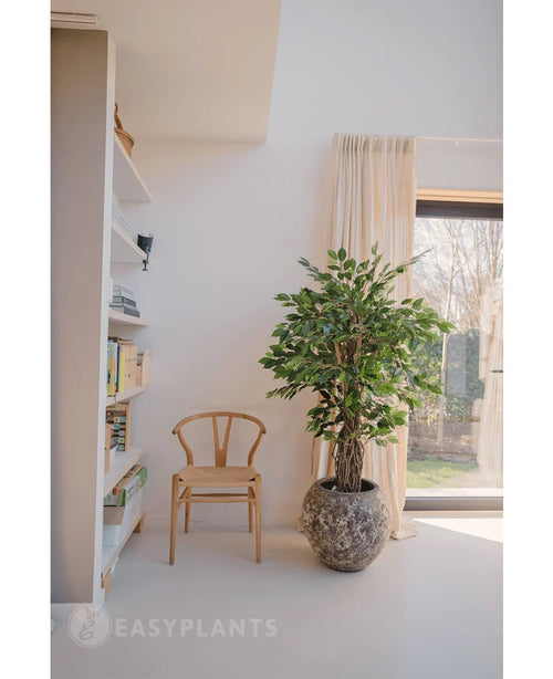 En trästol och den konstgjorda växten Ficus Tropical Liana 150 cm står nära en bokhylla och ett gardinfönster i ett ljust, minimalistiskt rum - perfekt för kontorsinredning.