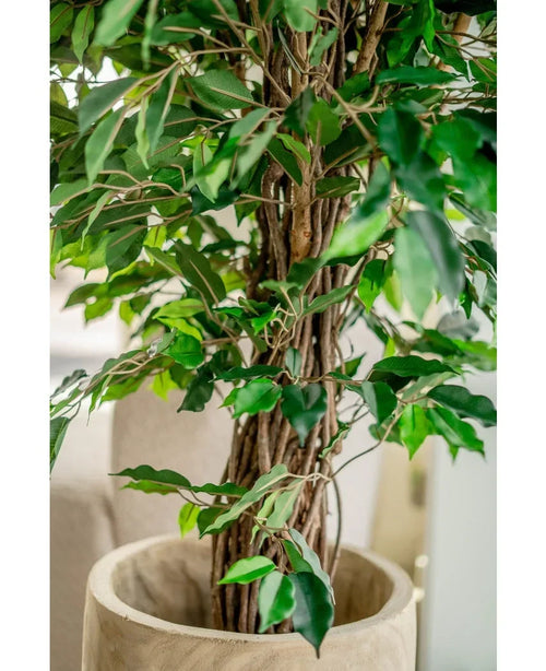Närbild av konstgjord växt Ficus Tropical Liana 150 cm med en vriden vedartad stam och frodigt gröna blad i en beige kruka. Mjuk suddig bakgrund. Snyggt val för kontorsinredning.