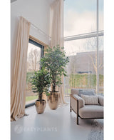 Den konstgjorda växten Ficus Tropical Liana 150 cm står nära fönster från golv till tak med beiga gardiner i ett ljust modernt vardagsrum, perfekt för elegant kontorsinredning. En ljus fåtölj sitter i närheten, med träd och häckar synliga utanför.