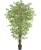 Den konstgjorda växten Hawaiian Ficus Liana 180 cm är ett högt konstgjort träd med gröna och vita färgglada löv i en svart kruka, mot en vanlig vit bakgrund.