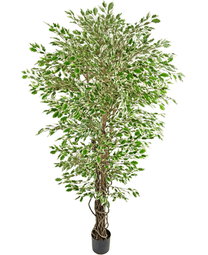 Den konstgjorda växten Hawaiian Ficus Liana 180 cm är ett högt konstgjort träd med gröna och vita färgglada löv i en svart kruka, mot en vanlig vit bakgrund.