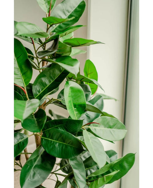 En närbild av den konstgjorda gummiväxten 150 cm med glänsande, mörkgröna blad står inomhus nära ett fönster, starkt naturligt ljus accentuerar det livfulla bladverket och eleganta dekorativa krukor.
