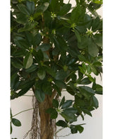 Närbild av den artificiella Schefflera-växten på 150 cm med breda, glänsande gröna blad och små stjärnformade knoppar, plus en brun stjälk och hängande rötter - perfekt för snygga dekorativa krukor mot vilken neutral bakgrund som helst.