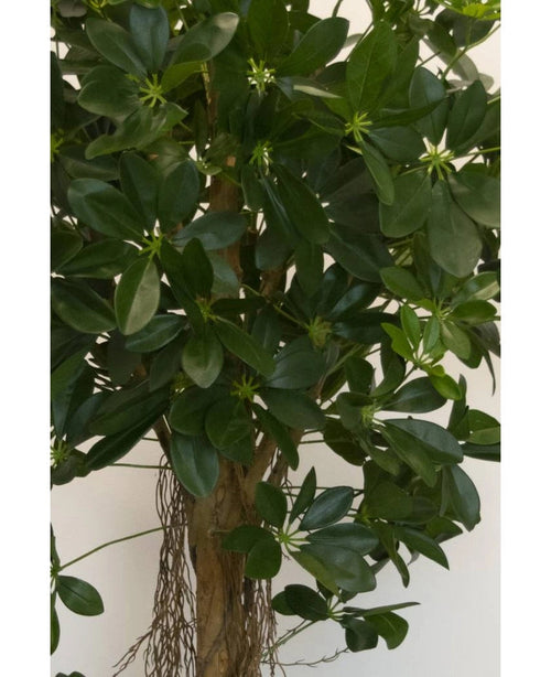Närbild av den artificiella Schefflera-växten på 150 cm med breda, glänsande gröna blad och små stjärnformade knoppar, plus en brun stjälk och hängande rötter - perfekt för snygga dekorativa krukor mot vilken neutral bakgrund som helst.