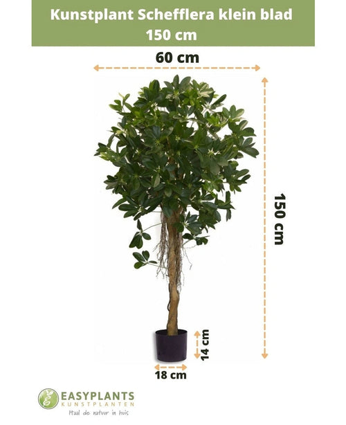 Det konstgjorda Schefflera lilla bladet 150 cm har små blad i en dekorativ kruka, är 150 cm högt, 60 cm brett, med en krukahöjd på 14 cm och en diameter på 18 cm. Måtten indikeras med pilar.
