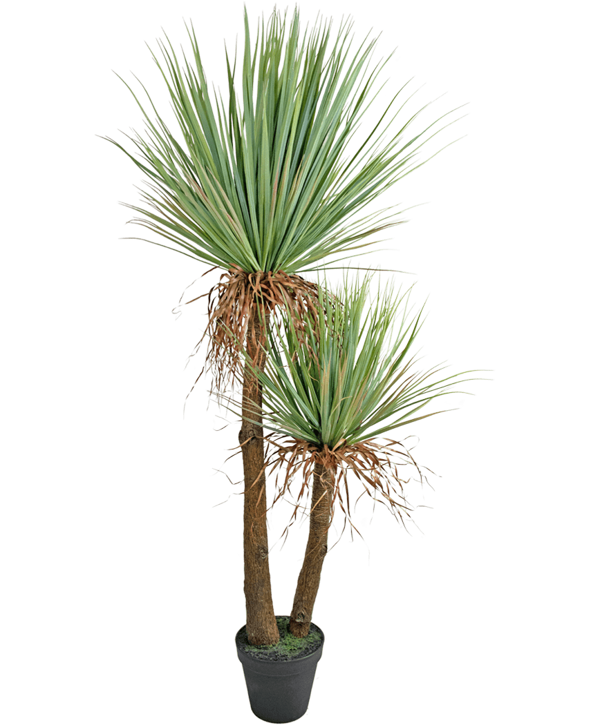 Artificiell Yucca Deluxe 153 cm växt har två höga, bruna stammar med struktur och knippen av långa, spetsiga gröna blad och några uttorkade underblad mot en vit bakgrund.