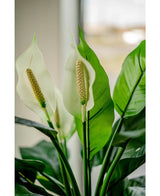 Närbild av artificiell Spathiphyllum vit 85 cm växt, med två vita blommor och frodiga gröna blad, visad inomhus med naturligt ljus som skiner genom en mjukt blekt fönsterbakgrund.