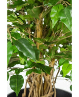 Närbild av den flätade stjälken och gröna bladen av den konstgjorda växten Ficus Liana 90 cm kontorsväxt mot en ljus bakgrund.