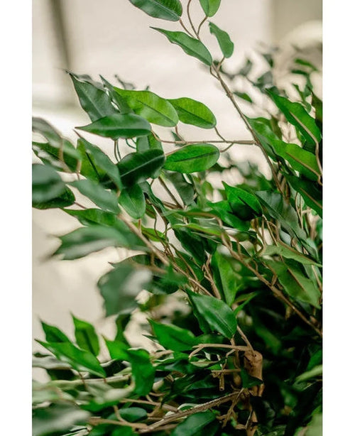 En närbild av livfulla gröna löv och smala trärankor av den konstgjorda växten Ficus Liana 90 cm, upplyst av naturligt ljus med en oskarp neutral bakgrund som framhäver det frodiga konstgjorda bladverket.