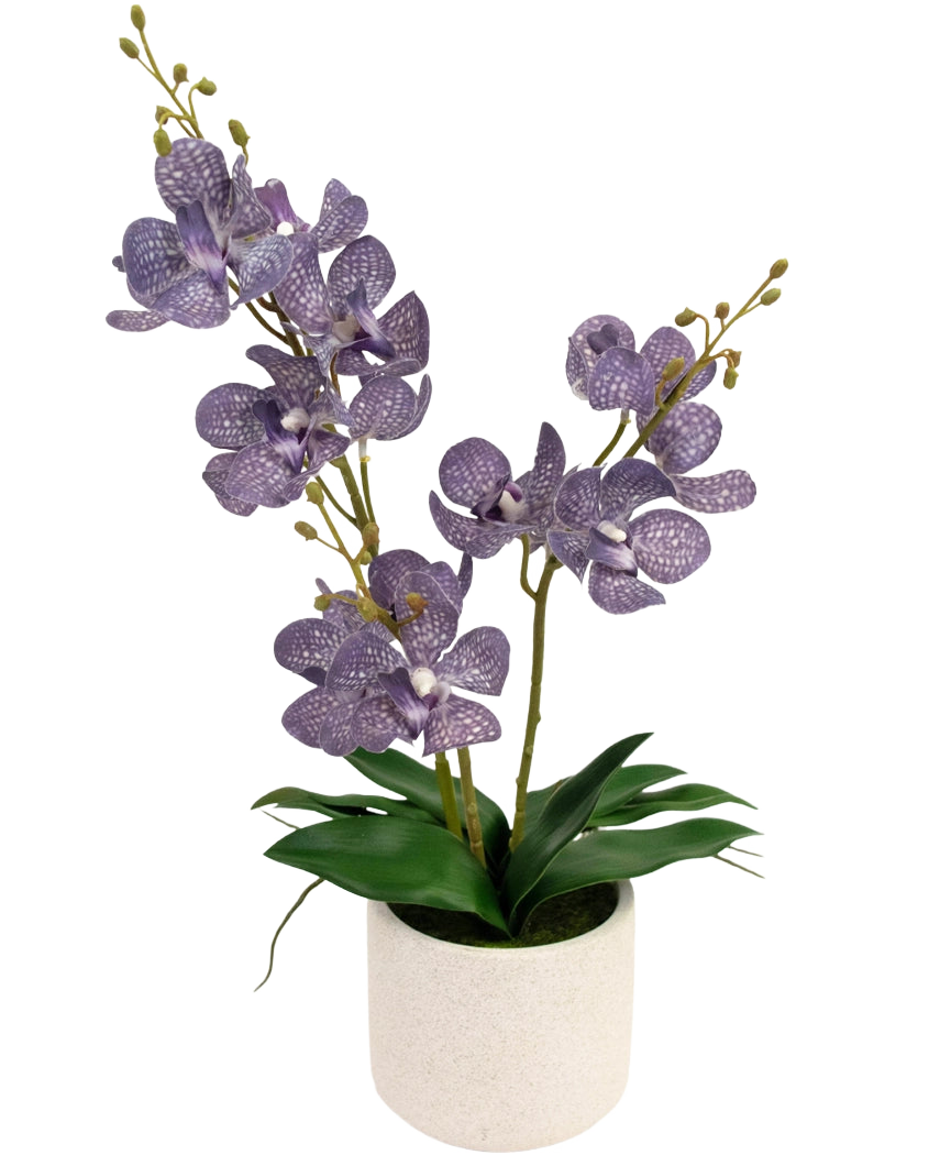 Artificiell Ascocenda 50 cm lila har två stjälkar av lila, spräckliga orkidéblommor med gröna blad i en vit kruka, mot en vanlig vit bakgrund.