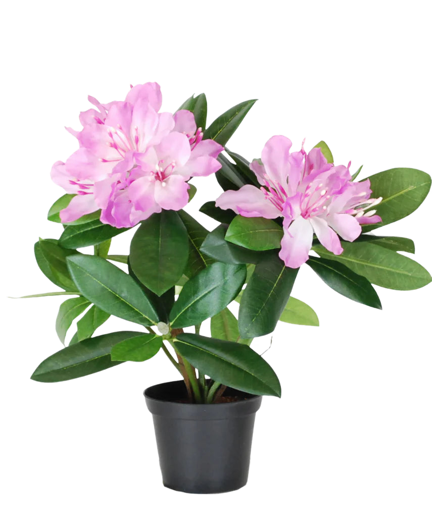 Den konstgjorda växten Rhododendron 34 cm har livfulla gröna blad och klasar av ljusrosa blommor i en liten svart kruka, mot en vanlig vit bakgrund.