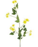 Smörblomma 77 cm är en enda grön stjälk med flera grenar, små gula blommor och gröna blad - perfekt för att komponera din bukett - visad på en vanlig vit bakgrund.