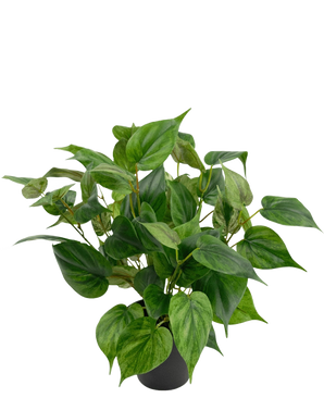 En livlig konstgjord växt Philodendron i en 35 cm kruka med hjärtformade blad sitter i en snygg svart kruka, mot en vanlig vit bakgrund.